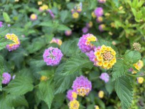 20250602_001232340_iOS